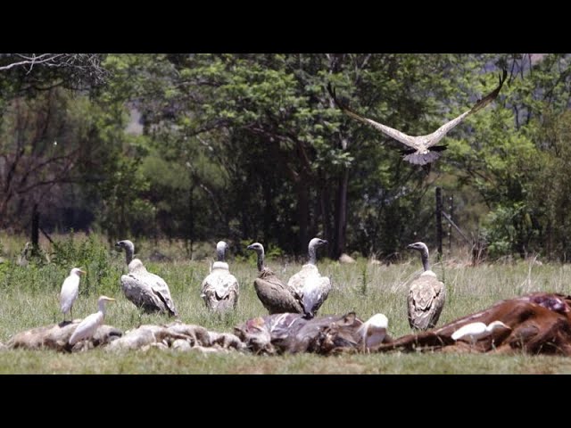 Tragédie écologique : Plus de 120 vautours succombent en Afrique du Sud à cause d’une seule carcasse d’éléphant